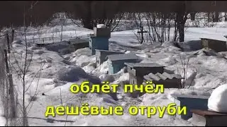 День в деревне. Пчёлы облетелись. Купил дешёвые отруби. Саша приехал на помощь.