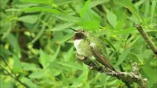 Broad-tailed Hummingbird Hunts. Watch Amazing Transformation of Its Throat Plumes