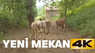 WE TOOK THE COWS TO A HEAVENLY PLACE - THEY WERE VERY HAPPY 