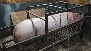 Keeping sows and piglets without any hassle is my motto 💯%