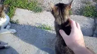 Macska simogatás tutorial [cica simi] :)