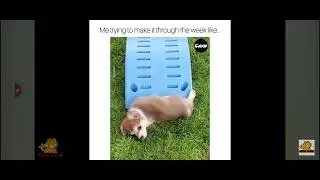 Смотреть самые смешные видео с животными. реакция