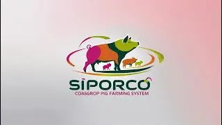 🔥 ¡OPTIMIZA TU PRODUCCIÓN PORCÍCOLA COMO UN EXPERTO CON SIPORCO!
