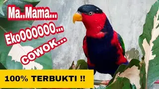 Cara Agar Burung Nuri Cepat Bicara