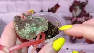 Растения после распаковки. Что делать!?