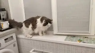 А накануне Мартину подоконник совсем не понравился :))