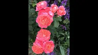 Самые вкусные 