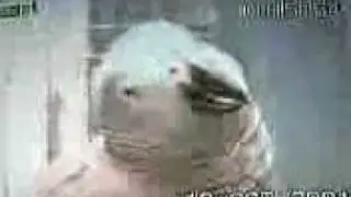 Parrot singing baa baa black sheep