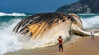 Biggest Sea Creatures Ever Found On The Beach