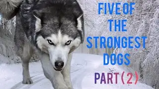 Unleashing the Power: Meet 5 of the World's Strongest Dog Breeds