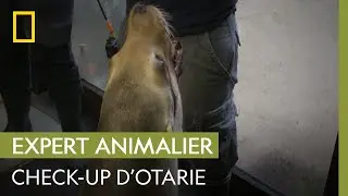 Check-up matinal des otaries au Zoo de La Flèche | UNE SAISON AU ZOO