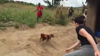 Chasing Chickens