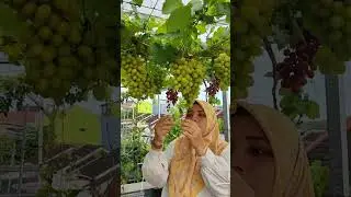 nasehat untuk diri sendiri dari anggur ilaria