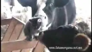 Katzenliebe