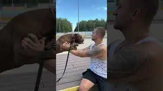 Ложь? #дрессировкасобаксолигорск #питбультор #pitbull