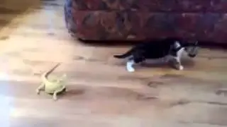 Cat is Fear
