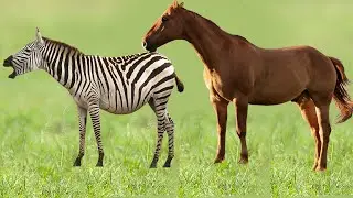 Horse and zebra mating