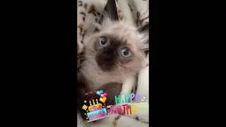Поздравление с Днём Рождения от котёнка#невскаямаскарадная #тикток #tiktok