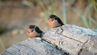 Adorable Baby Swallows' First Adventure at Bowman Bay. 🌊🐦