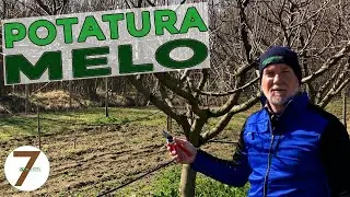 Potatura del Melo come effettuarla e quando