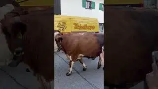 Garmisch Farchant Cow
