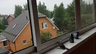 Как Вы реагируете на залетающих или птица на балконе/Лена Воронова