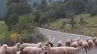 мощные овцы