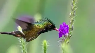 The Black-crested Coquette