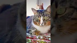 СМЕШНЫЕ КОШКИ, МАМОЧКА ТЫ МЕНЯ ЛЮБИШЬ ❤️