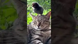 Кот Васька