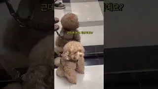 오늘따라 더 사람같은 복떠니🐶