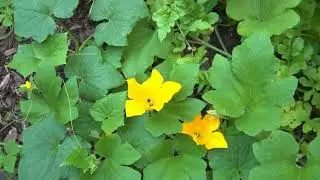 Pumpkin bees pollinating pumpkins