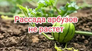 Рассада арбузов и дынь не растет в открытом грунте. Очень холодный июнь!!! #сельская_жизнь