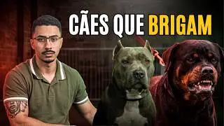 How to resolve dog fights? Find out in this video!