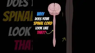 Why is your spinal cord SHAPED this way? #shorts