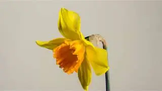 Daffodil Narcissus Easter Spring Spring Flowers | #SONYα9II | No Copyright