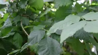 Утренний настрой в Родовом Поместье.
