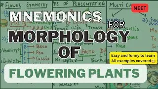 Mnemonics for MORPHOLOGY OF FLOWERING PLANTS 🌿 |EASY TO LEARN EXAMPLES| #neet2025 #biology #neet