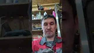 Мариупольский кот Митька