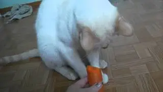 Кот ест морковку и балдеет.