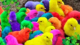 Explore the World of Adorable Chickens, Colorful Ducks & Cute Animal Friends! 🐤🌈