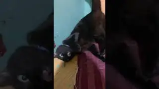 Cat died pt.2 #shorts #funnycats #cat