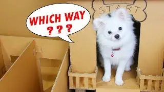 Snowball Dog And Chip Lost In House Maze Make By Cardboard