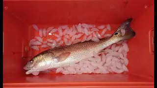Three Reds for 3 Coolers