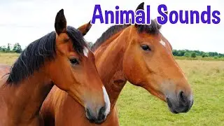 50+ Animal Names and Sounds 🦁 | Animals for Kids