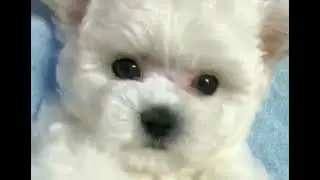 Puppies barking collection #shorts #puppy #barking