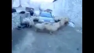 бараны (куй) Машина попала в толпу