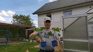 Посадка огурцов 2021