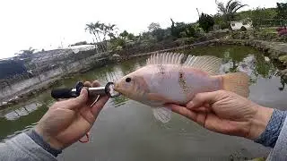 Fishing for Saint Peter tilapia with artificial bait - stick bait