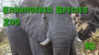 Endangered Species Zoo | Part 10: African Elephants and Shoebill